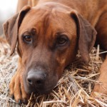 Brauner Hund liegend im Stroh