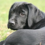 Schwarzer Hund liegend im Gras