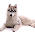 Junghund Husky liegend