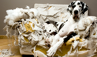 Hund auf einem Sofa