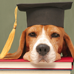 Hund mit Kopf auf Büchern