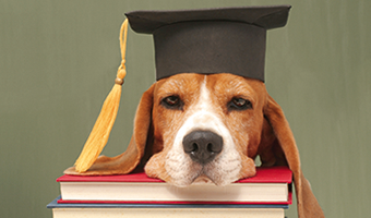 Hund mit Kopf auf Büchern